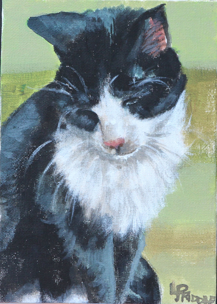 Gracie  ( black and white cat)